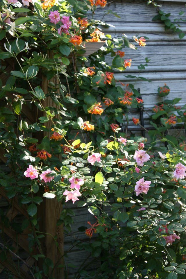 Climbing Pinkie competing with coral honeysuckle.